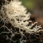 Shiitake Mushroom Mycelia Extract: Pairing with Collagen for Skin Rejuvenation